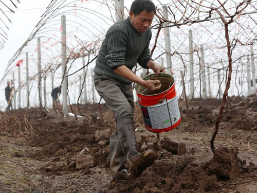 无机的过磷酸钙肥料和有机的肥料混合使用