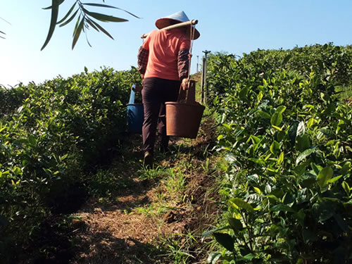 有机肥料厂家常用的沤制及运用办法