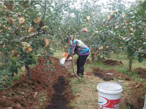 生物肥料在果树上的应用效果怎么样？