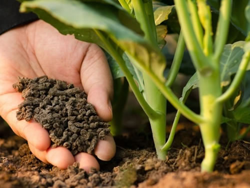 为什么用完生物有机肥还是没有效果？